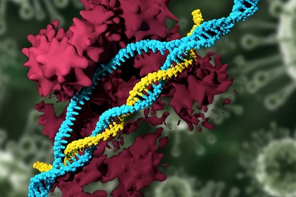نشان دادن ویژگی های آلزایمر و پارکینسون با سلول های بنیادی