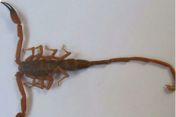 تاثیر ترکیب موجود در زهر عقرب در کاهش شدت آرتروز