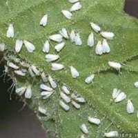 احتمال بروز آلرژی از طریق مگس سفید