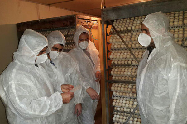 احتمال انتقال آنفلوانزای پرندگان به انسان/اقدامات وزارت بهداشت