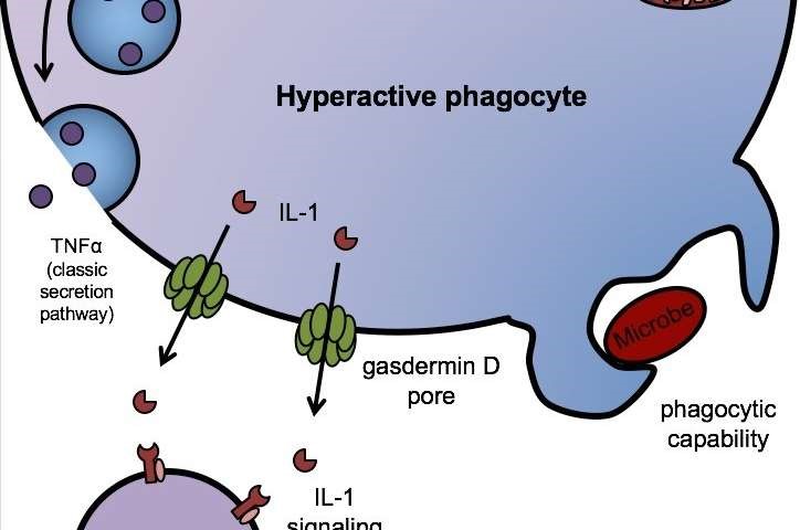 سلول‌ها چگونه IL-1 را ترشح می‌کنند؟ بعد از سه دهه به حقیقت رسیدیم