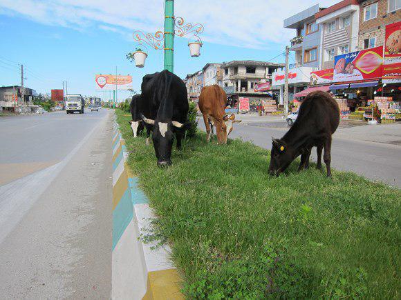 دامداران راه انتقال سرب از محیط زیست به شیر را جدی بگیرند