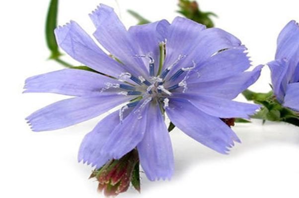 تولید پودر پری بیوتیک از کاسنی/ رشد میکروبهای مفید دستگاه گوارش